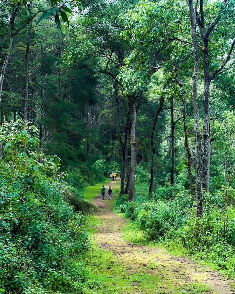 Lephis Ecotourism Village in Ethiopia 2 Lephis Forest