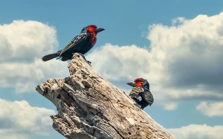 Awash National Park: A Must-See Destination in Ethiopia 12 Awash National Park: A Birder's Paradise