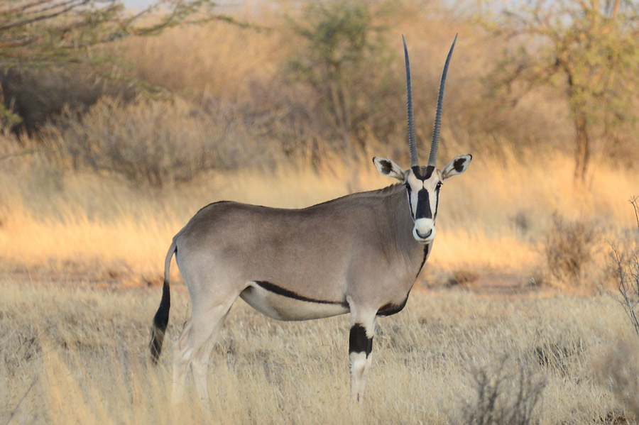 Awash National Park: A Must-See Destination in Ethiopia 4 oryx , Awash National Park