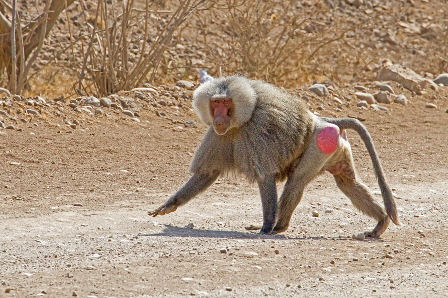 Awash National Park: A Must-See Destination in Ethiopia 3 baboon at awash national park