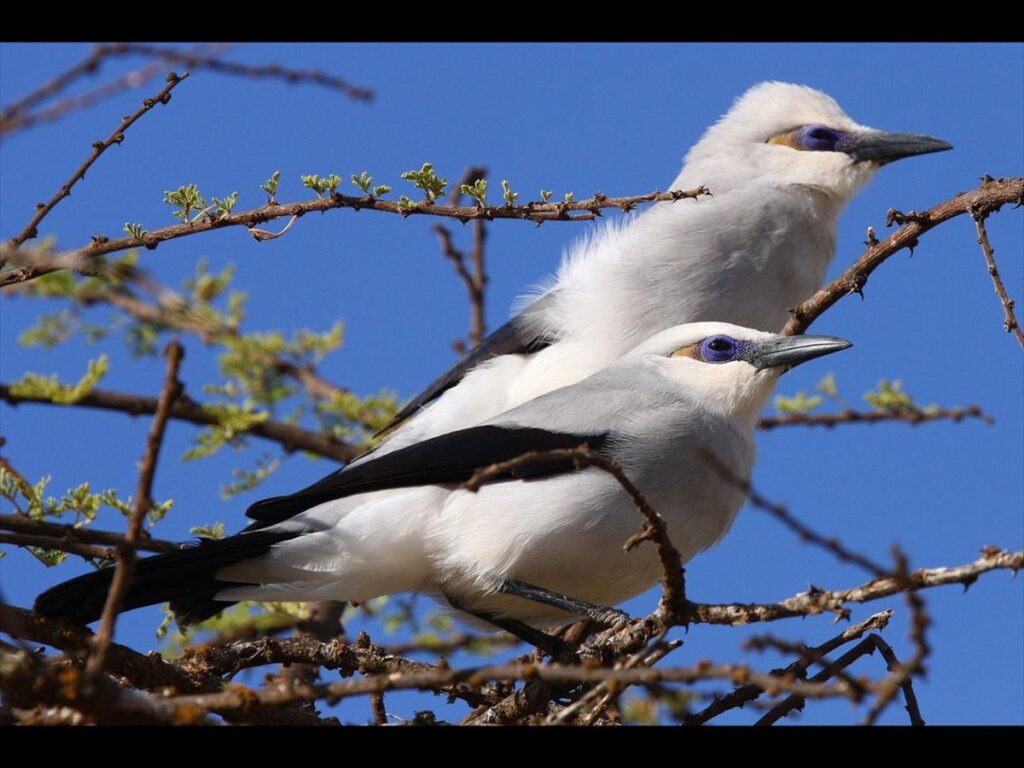 Awash National Park: A Must-See Destination in Ethiopia 13 Awash National Park: A Birder's Paradise