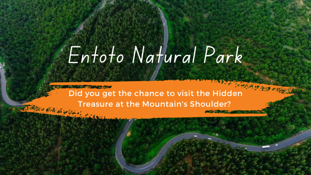 Discover the Magic of Entoto Park: Ethiopia’s Hidden Gem 7 Entoto Natural Park