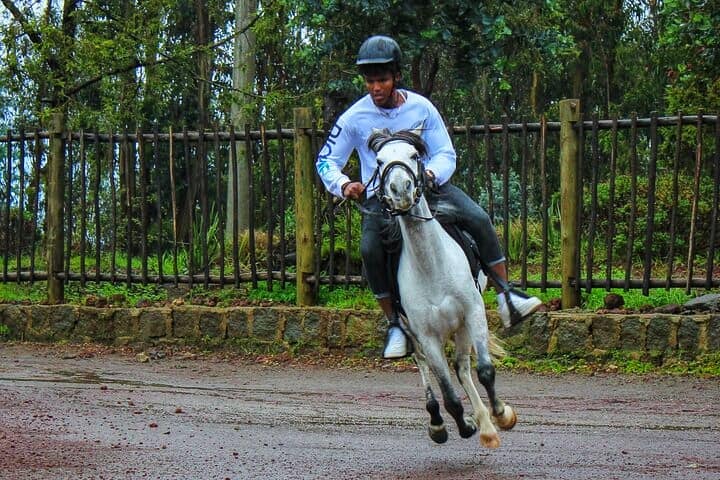 Discover the Magic of Entoto Park: Ethiopia’s Hidden Gem 2 Entoto park Horse