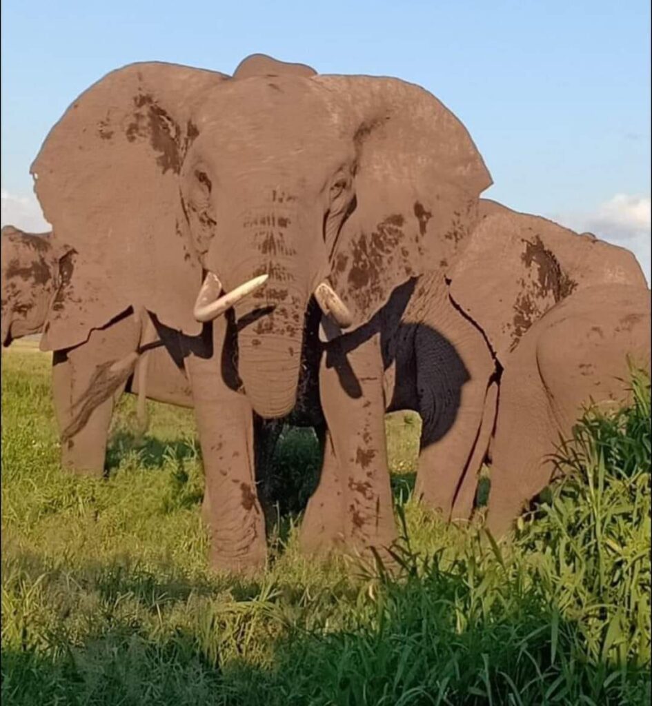 Chebera Churchura National Park: Complete Travel Guide 8 elephant in chebera churchura