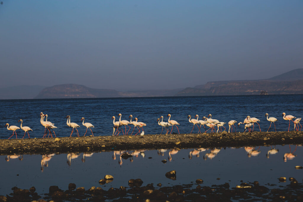 Langano Travel Guide: Your Perfect Lakeside Retreat in ethiopia 4 wildlife Langano